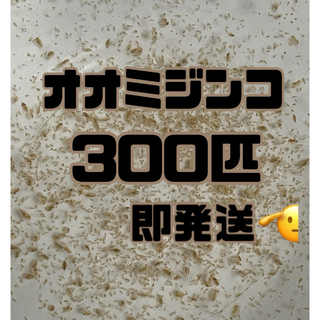 【オオミジンコ300匹程　稚ミジンコ】送料無料めだか金魚etc.(アクアリウム)