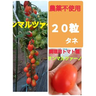 調理用トマト種　サンマルツァーノ　タネの出品(野菜)