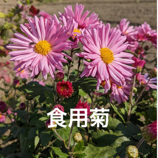 食用菊　花苗　抜き苗　１株　☆花付き多く多収穫・ピンクの可愛い菊の花☆(プランター)