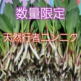 北海道厚岸町産天然行者ニンニク　３キログラム(野菜)