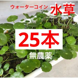 1B☆メダカの休憩☆増えるウォーターコイン〜☆ウォーターマッシュルーム☆ 水草(アクアリウム)