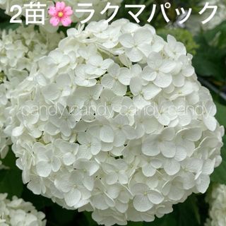 《アジサイ苗　2苗セット　紫陽花　アナベル》⭐︎ラクマパック⭐︎(その他)