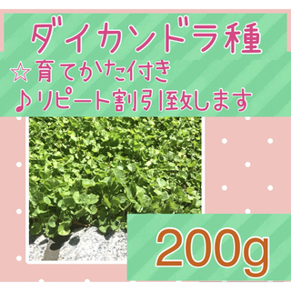 ダイカンドラ種子 200g以上◎育て方付き＆リピート割引あり グランドカバーに(その他)