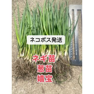 ネギ苗30本(野菜)