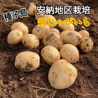 種子島　農家直送！安納地区の新じゃがいも　5キロ(野菜)