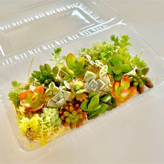 多肉植物　カット苗　寄せ植え　名前一覧付き(その他)