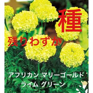 アフリカン マリーゴールド ライムグリーン 種子 50粒 送料込み(その他)