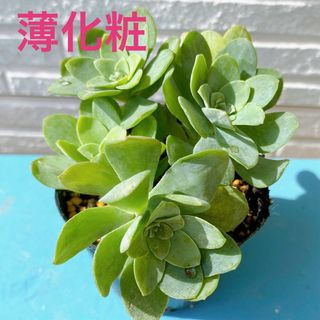 ■多肉植物■薄化粧　抜き苗