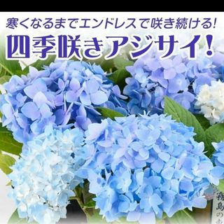 紫陽花　霧島の恵の挿し穂2本