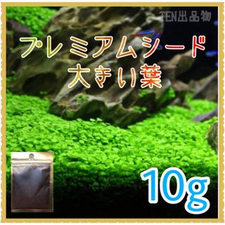 種から育てる水草　水草の種【大きい葉】10g(アクアリウム)