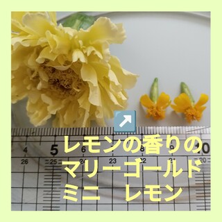 40粒　小花がいっぱい　レモンの香りのフレンチマリーゴールド✦ミニレモン✦花の種(その他)