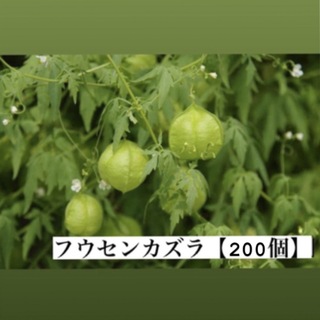 フウセンカズラ　種【200粒】グリーンカーテン(その他)
