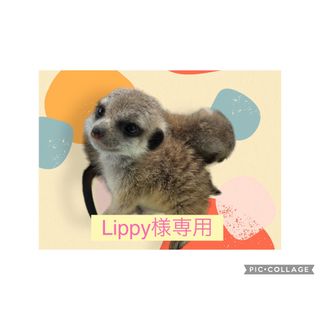 Lippy様専用(小動物)