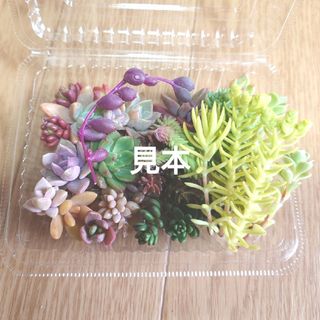 多肉植物   カット苗MIX(8種類以上)(その他)