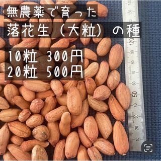 無農薬 落花生（大粒）の種(野菜)