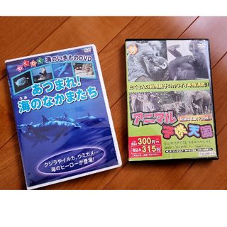 キッズ　DVD 　海のいきもの　動物　幼児　ベビー(その他)