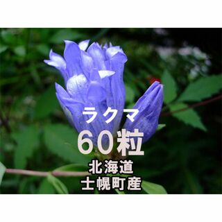 エゾリンドウ 種子 60粒 北海道士幌町産 山野草(その他)