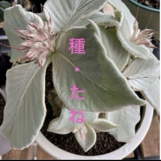 種子30粒　断崖の女王　シンニンギア　レウコトリカ　塊根植物　種(その他)