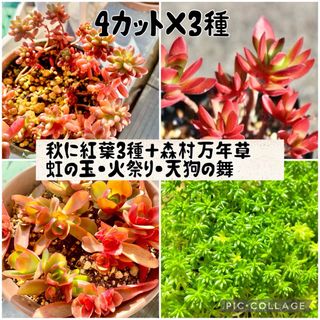 4種セット！　天狗の舞　火祭り　虹の玉　森村万年草　多肉植物　カット苗　寄せ植え(その他)