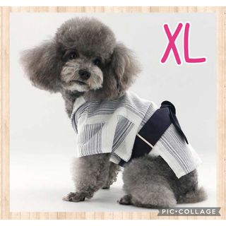 ♥️新品未使用♥️ 犬服XL  白ストライプの浴衣　男の子　祭り　可愛い(犬)