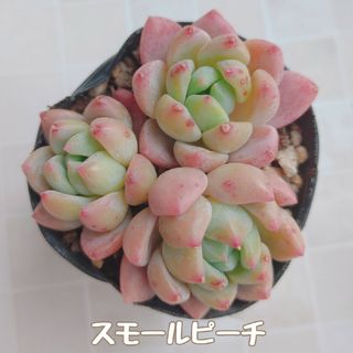 多肉植物　スモールピーチ　３苗(その他)