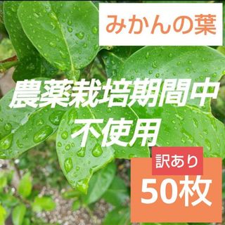 6 農薬栽培期間中不使用みかん 葉 50枚　アゲハ蝶　青虫　虫　餌 みかんの葉(虫類)