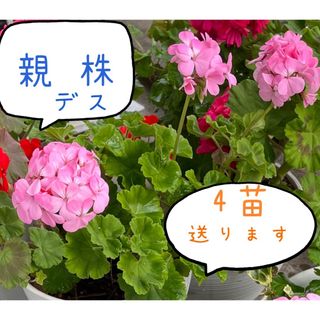 ゼラニウム苗 【淡いピンク】 4本抜き苗