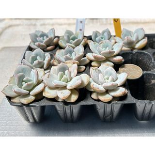 新品種‼️美苗‼️多肉植物　エケベリア  雪橙 抜き苗 １０苗セット１(その他)