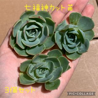 多肉植物　七福神　カット苗　3個セット(その他)