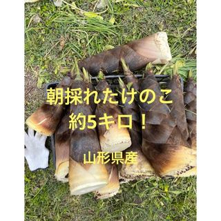 たけのこ　筍(孟宗竹)約5kg 採れたて　農家直送