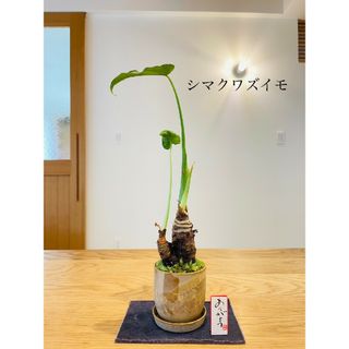 シマクワズイモの苔盆栽　受け皿付き