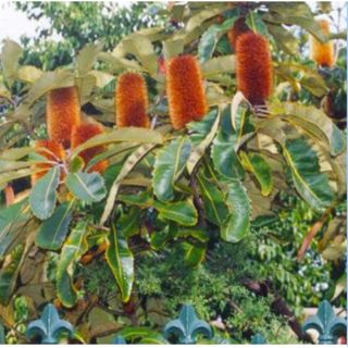 banksia robur 種子　3粒(その他)