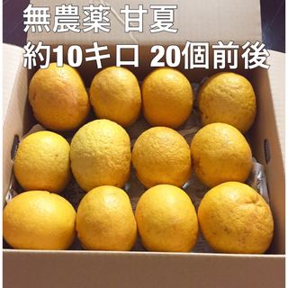 無農薬 甘夏 約10キロ 箱込み 自然農 甘夏みかん(野菜)