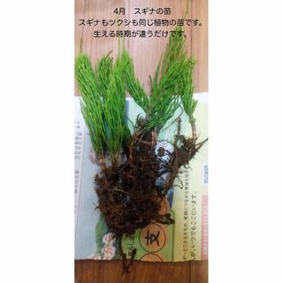 天然　スギナ　つくし　苗　地下茎　自然栽培　 天然　農薬除草剤化学肥料不使用　(その他)