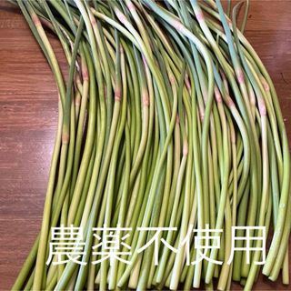 農薬不使用　にんにくの芽　350g(野菜)