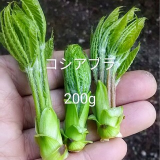 岩手県産　開き　コシアブラ　200g(野菜)