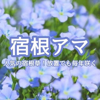 【花の種】宿根アマ☆フラックス ハーブの種子 約50粒！グランドカバー