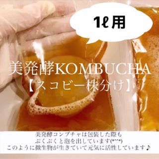 コンブチャ　マザー菌株　スコビー　紅茶きのこ　※こちらはスコビーと原液のセット(ダイエット食品)