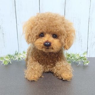 オーダー品　羊毛フェルト犬