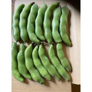 農薬不使用そら豆香川県産、ネコポスいっぱい(野菜)