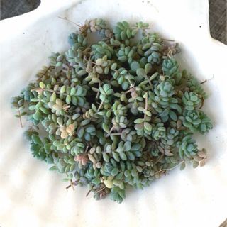 【訳あり限定】多肉植物 セダム ダシフィルム カット苗(その他)