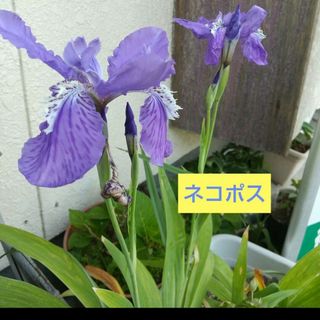 アイリス 球根/種芋(その他)