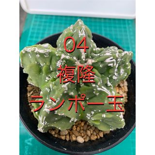 04 複隆ランポー玉　鉢付　Astrophytum myriostigma(プランター)