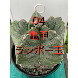 04 亀甲ランポー玉　鉢付　Astrophytum myriostigma(プランター)