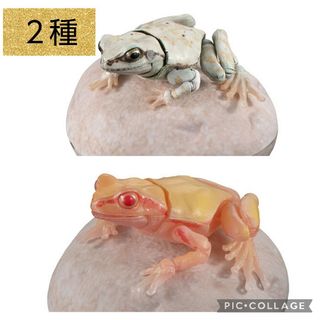 いきもの大図鑑　アマガエル　2 　ガチャ　　２種(その他)