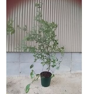 クロモジ 苗木 庭木 観葉植物 香木 鉢植 盆栽(その他)