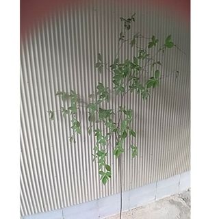 深山ドウダンツツジ 苗木 庭木 観葉植物(その他)