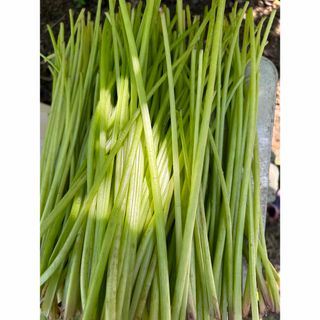 美味しい　天然蕗　無農薬　ふき　きゃらぶき用　900g(野菜)