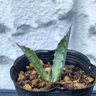 アガベ パルメリー　屈原の舞扇☆Agave palmeri 実生(その他)