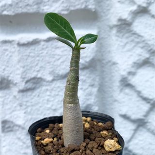 アデニウム アラビカムイエメン☆Adenium arabicum Yemen実生(その他)